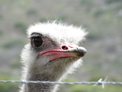 Ostrich Close Up