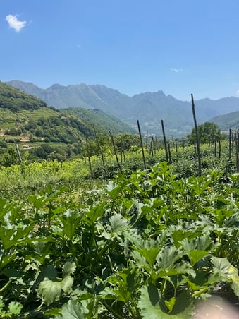 Tramonit Gardens
